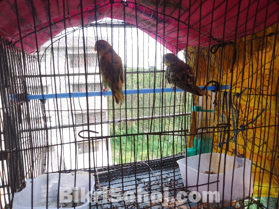 বাজিগর পাখি
